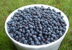 blue-berries