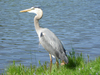 Birding at Smith Mountain Lake