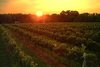 Hickory_hill