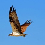 The Birds of Smith Mountain Lake, Va.