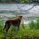 Dogs That Love the Water