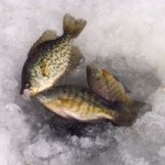 Smith Mountain Lake Fish