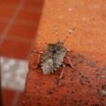 About Stinkbugs
