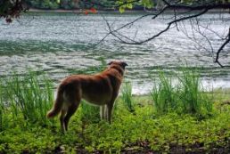 Buying A Waterfront Lot at Smith Mountain Lake