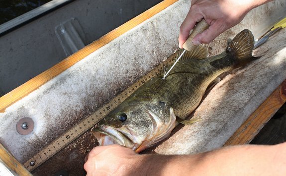 Game Fish of Smith Mountain Lake