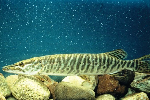 Game Fish of Smith Mountain Lake