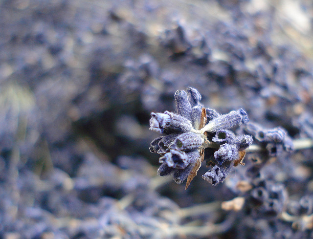 lavender