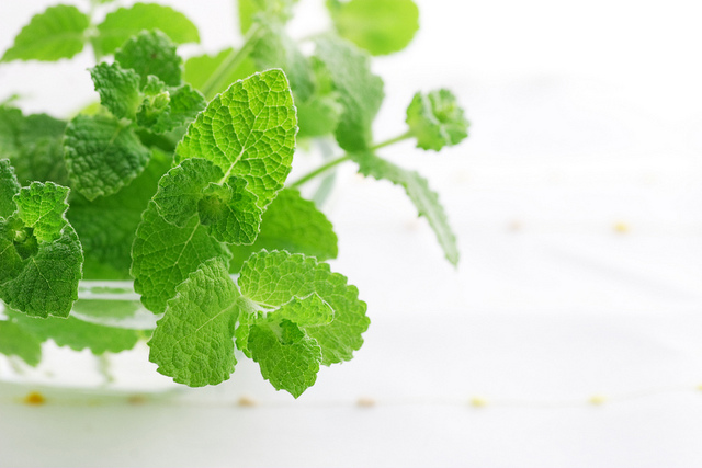 How to Naturally Repel Pests With Essential Oils