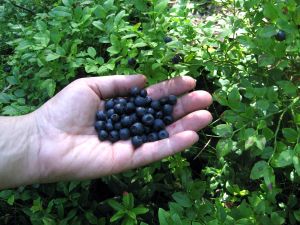 Blueberry Benefits and Our Own TLC Buffy's Blueberry Orchard
